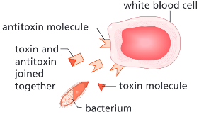 <p>How does antitoxin production defend the body against pathogens?</p>