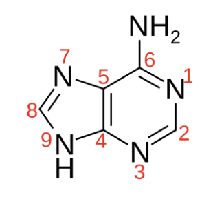 <p>Identify the following nitrogenous base:</p>