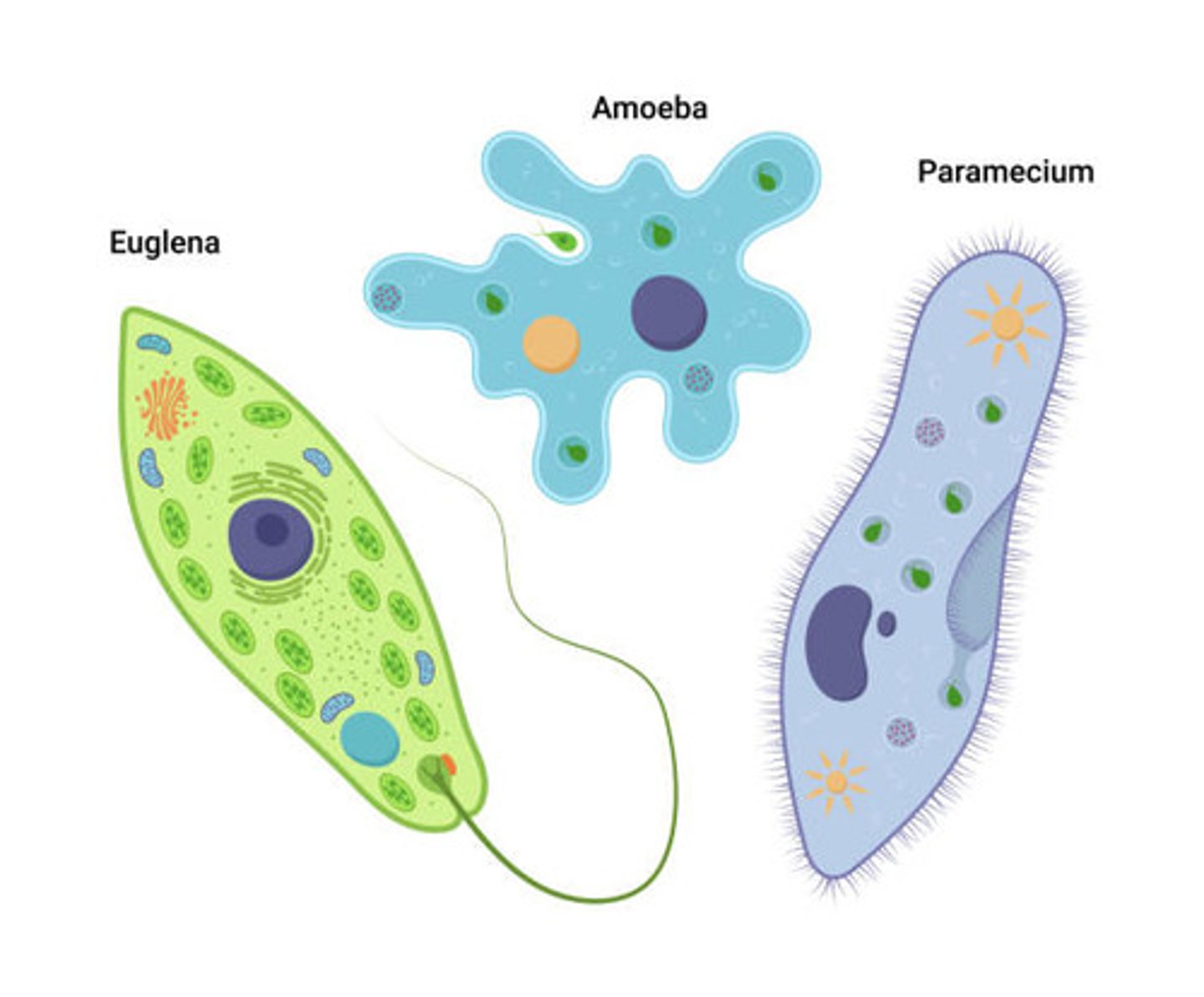 <p>animal-like protists that are single-celled consumers</p>