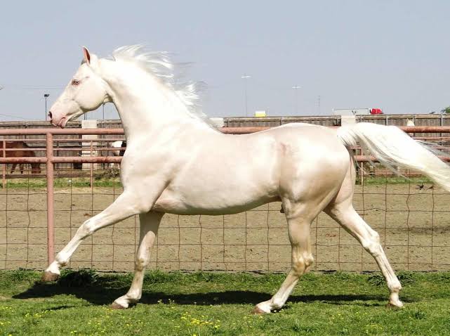 <p>pale cream body with mane/tail same color with blue eyes (often mistaken for white)</p>