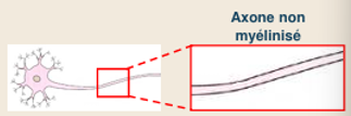 <p>C1: neurone sans gaine de myéline ( N. amyélinisé) </p>