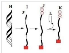 <p>Which letter corresponds to the product resulting from addition of a poly-A tail?</p>