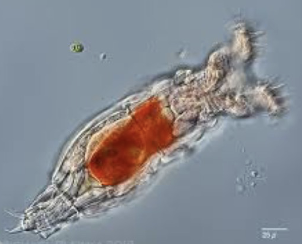<p><strong>FILO</strong><br><strong>CLASE</strong><br><strong>SUBCLASE</strong><br><strong>FAMILIA</strong><br><strong>GÉNERO</strong><br><strong>CARACTERÍSTICAS</strong></p>