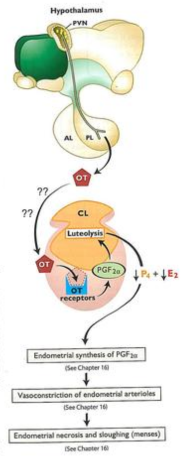 <p>How does luteolysis differ in primates compared with domestic mammals?</p>