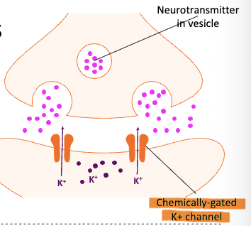 <ul><li><p>Neurotransmitter binds receptor/opens channel</p></li><li><p>K+ diffuses out of the cell (Efflux)</p></li><li><p>Hyperpolarization (More negative)</p></li><li><p>Inhibitory Postsynaptic Potential (IPSP)</p></li></ul><p></p>