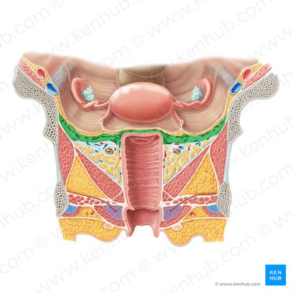 <p><span>The cervix is anchored laterally by Mackenrodt’s (cardinal) ligament</span></p>