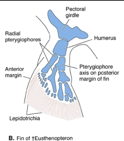 <p>scapula, humerus, small pterygiophores, paired elements</p>
