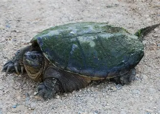 <p>active hunter; widespread; smoother carapace; jagged tail</p>
