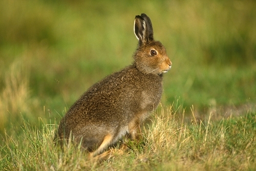 <p><span>Sporting a white tail, they have a coat which is brown in summer but turns white in winter. They have long ears that are shorter than those of their counter-parts with slightly black tips.&nbsp;</span></p>