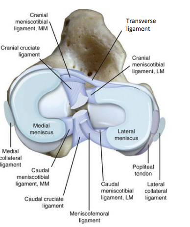 <ul><li><p>The menisci are held in place by cranial and caudal meniscotibial ligaments that attach to the tibia.</p></li><li><p>A transverse ligament that extends between their cranial ends</p></li><li><p>. A meniscofemoral ligament extends from the caudal end of the lateral meniscus to the intercondylar surface of the lateral condyle.</p></li></ul><p></p>