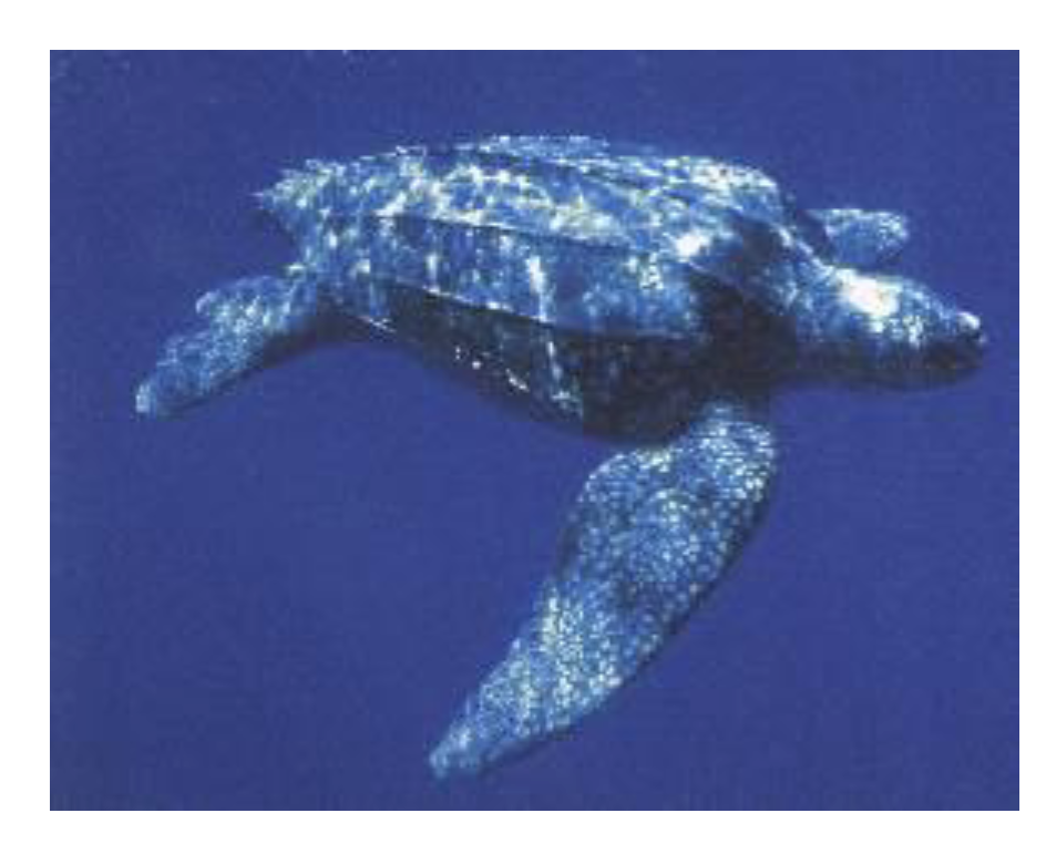 <p>Leatherback Sea Turtle </p><p>1 gen, 1 sp </p><p>• Carapace is composed of small osteoderms embedded in leathery</p><p>skin (hence name)</p><p>• Has reduced skeleton and very paedomorphic (juvenile) morphology</p><p>• Yet, is largest living turtle, up to 2–2.5 meters long</p><ul><li><p>Ranges into colder waters thanks to partially warm blooded </p></li><li><p>Feeds in the water column</p></li><li><p>Eat jellyfish</p></li></ul><p></p>