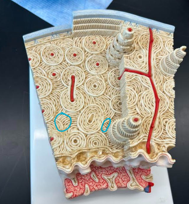 <p>ID part of bone histology </p>