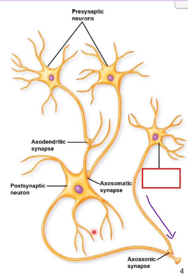 <p>In a chemical synapse the neuron that is sending a neurotransmitter is the ___________ neuron </p>