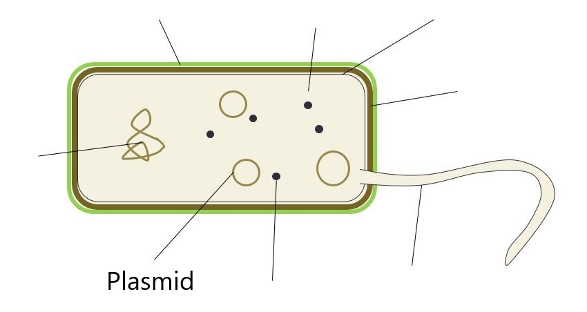 <p>Plasmid</p>