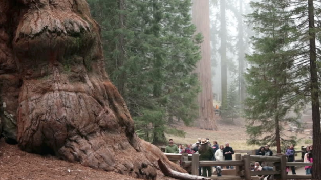 <ul><li><p>Eukaryotes</p></li><li><p>Multicellular, autotroph ("self" feeders), has cell wall</p></li><li><p>Example: Plant (<em>Sequoiadendron giganteum</em> - Giant Redwood)</p></li></ul><p></p>