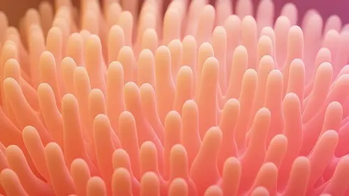 <ul><li><p>Finger-like extensions of mucosa </p></li><li><p>Found in the small intestine </p></li><li><p>Increase surface area absorption of nutrients </p></li></ul><p></p>