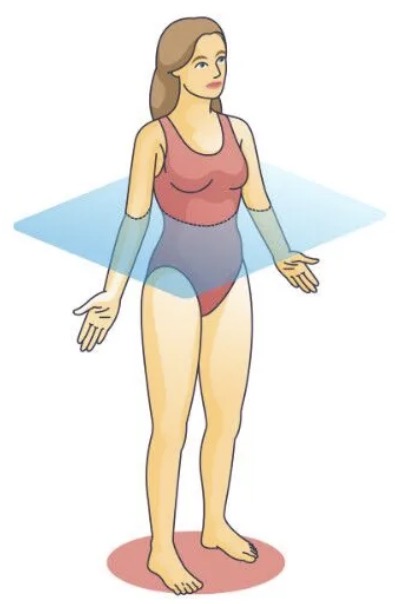 <p><span>divides the body into <strong>upper and lower portions</strong> as</span></p>