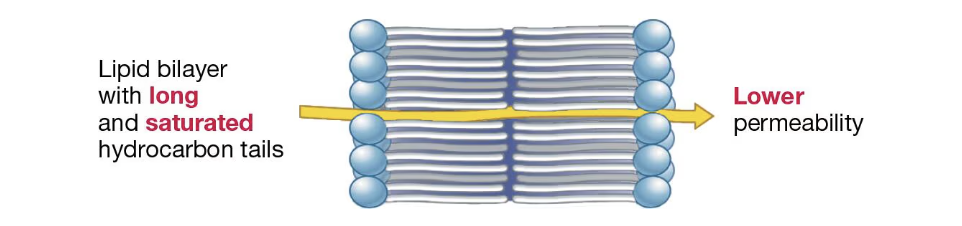 <p>This will create fewer spaces (since no kinks) in the atmosphere and produce MORE van der Waal interactions. The forces that hold them together will therefore increase, making the membrane denser and decreasing its permeability (allowing less things in).<br><br>Look at image</p>