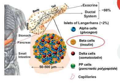 <p>Insulin decreases blood glucose levels</p>