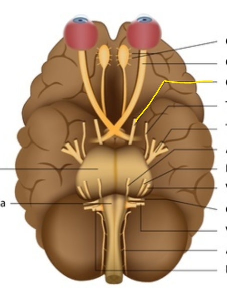 <p>A cranial nerve that controls the superior rectus, inferior rectus, medial rectus, and the inferior oblique.</p><ul><li><p>controls most of the eye movements</p></li></ul><p></p>