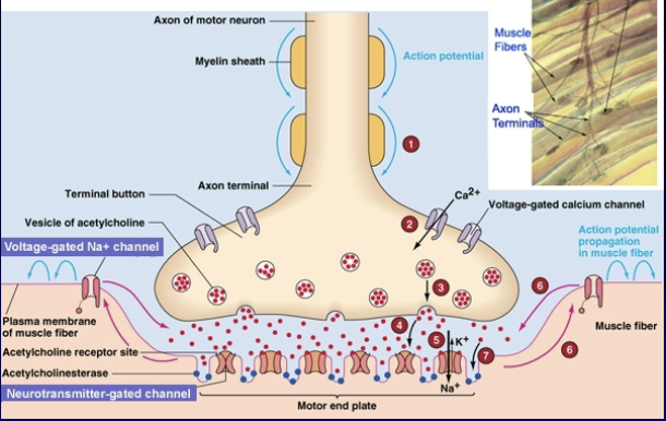 <ol><li><p>AP moves into the bouton and opens voltage-gated <span>Ca2+</span> channels.</p></li><li><p>Influx of <span>Ca2+</span> triggers ACh vesicle release into the NMJ.</p></li><li><p>ACh binds to ACh receptors (2 molecules required), opening channels for <span>Na+</span> and <span>K+</span>.</p></li><li><p>This creates an <strong>end-plate potential</strong>, depolarizing the sarcolemma and sending an AP in both directions.</p></li><li><p>Signal is terminated via <strong>acetylcholinesterase</strong>.</p></li></ol><p></p>