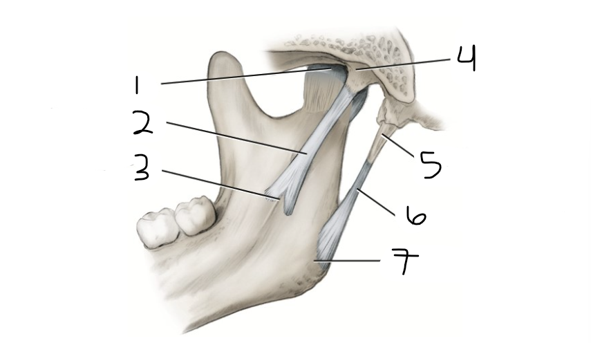 <p>which number is the joint capsule</p>