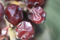 <p>dried up</p>