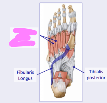 <p>what msucle of the 4th layer of the foot is shon in pink </p>