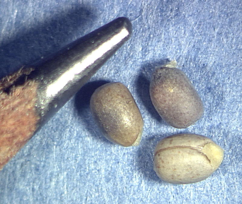 <p>Identify the seed</p>