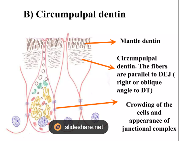 <ul><li><p>dentin under matel dentin</p></li><li><p>type 1 predomanint collagen fibers</p><ul><li><p>smaller and randomly orientended</p></li></ul></li></ul><p></p>