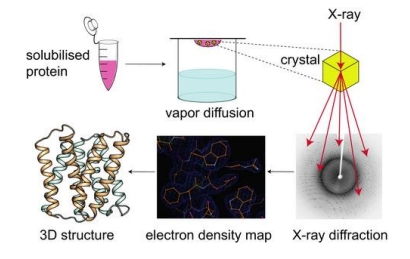 <ul><li><p>the original method used to solve the first structures, still a main method</p></li></ul><p>(method)</p><ul><li><p>firstly grow a crystal (solid structure in an organised lattice) of the protein of interest </p></li><li><p>then pass xray through this crystal, and measure diffraction</p></li><li><p>diffraction is then computed to determine the refraction image (where xray was unable to pass through, therefore protein must be here), and therefore the crystal structure</p></li></ul><p>(advantages)</p><ul><li><p>using xray is beneficial because it has small enough wavelengths to pass between protein atoms (vs visible light wavelengths which are longer than the distance between atoms)</p></li><li><p>this gives it a high resolution (can detect and compute, so therefore see in the structure, individual atoms)</p></li></ul><p>(limitation)</p><ul><li><p>must use protein crystals, as the xray signal is too weak to create refraction when we pass it through a protein solution</p></li><li><p>however, these crystals are hard to grow, as proteins resist forming this highly ordered structure, and may clump / form inaccurate structures (must change pH etc)</p></li><li><p>furthermore, some proteins may not be able to crystallise at all</p></li></ul><p></p>