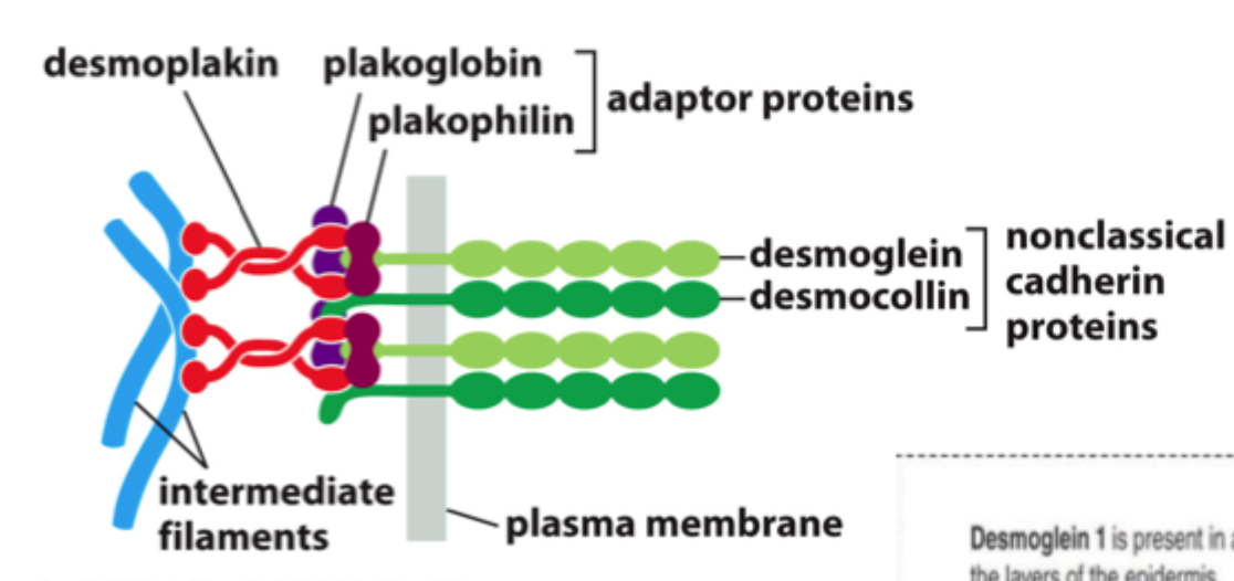 <p>De bruger <strong>nonklassiske cadheriner</strong>, især <strong>desmoglein</strong> og <strong>desmocollin</strong>.</p>