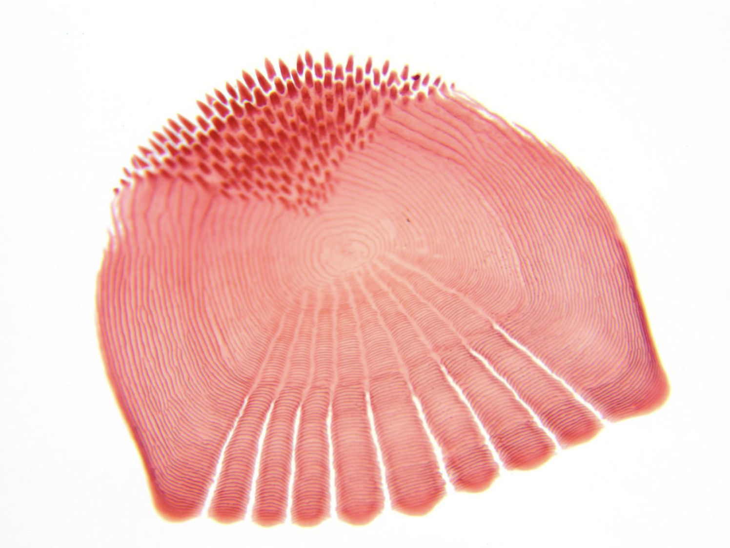 <p>What type of scale is this? Origin?</p>
