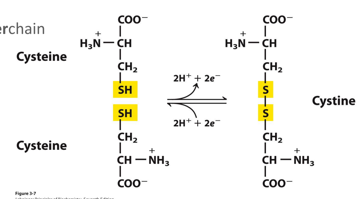 <p>The disulphide bond </p>
