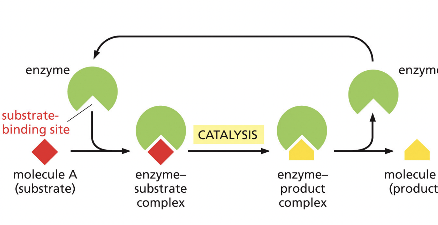 <p>Enzymes</p>