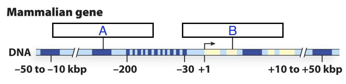 <p>What is the part of the gene for transcription of A and B?</p>