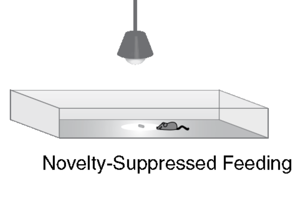<ul><li><p>Conflict-based test in which an animal that has been deprived of food for a full day faces a choice of approaching and consuming a piece of food in the center of a brightly lit, novel open arena or staying to the side and avoiding the center of this anxiogenic environment.</p></li><li><p>Measures the latency to feed (how long it takes to start eating).</p></li><li><p>Significantly longer latency to eat than control animals is usually described as more anxious.</p></li></ul><p></p>