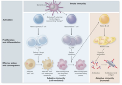 <p>a type of immune protection that occurs when your own immune system produces antibodies and memory cells in response to direct contact with a disease-causing pathogen or antigen</p><p>naive t and b cells require a series of signals to become active</p>