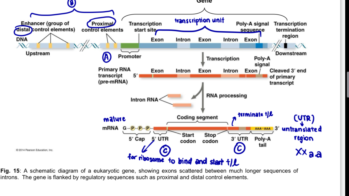 <ol><li><p><mark data-color="yellow" style="background-color: yellow; color: inherit;">Eukaryotic protein-coding gene</mark></p></li></ol><ul><li><p>eukaryotic protein-coding gene requires the following DNA sequences for the proper expression of the gene</p></li></ul><p>a. coding <strong>exons</strong> and non-coding <strong>introns</strong> —> <strong>transcription unit</strong></p><p>b. non-coding DNA<strong> regulatory sequences</strong></p><p>(see image)</p><ol start="2"><li><p><mark data-color="blue" style="background-color: blue; color: inherit;">Transcription unit</mark></p></li></ol><ul><li><p>as exons are <strong>interrupted by introns</strong>, exons are described as<strong> discontinuous coding DNA sequences </strong>of eukaryotic gene</p></li><li><p>each<strong> exon codes</strong> for a particular portion (amino acid sequence) of the polypeptide while <strong>introns are not represented</strong> in the amino acid sequence of the protein gene product (i.e. introns are non-coding DNA sequences)</p></li><li><p>number and sizes of introns per gene varies</p></li><li><p>the amount of DNA in the intron sequences is often greater than the exons</p></li></ul><p>note: <strong>prokaryote</strong> genomes are arranged in operons where multiple genes are clustered together under the control of a single promoter and regulatory region; <strong>no introns present</strong> and <strong>post-transcriptional modifications are not necessary </strong>prior to translation</p><ol start="3"><li><p><mark data-color="red" style="background-color: red; color: inherit;">Non-coding DNA regulatory sequences</mark></p></li></ol><ul><li><p><strong>Regulatory sequences</strong>: regions of DNA sequence where gene regulatory proteins bind to <strong>control the rate of assembly of protein complexes</strong> required for gene expression</p></li><li><p>regulatory sequences include</p></li></ul><p>a. <strong>Promoter</strong></p><ul><li><p>a series of DNA sequences located upstream of the transcriptional start site</p></li><li><p>RNA polymerase and transcription factors bind to the promoter to initiate transcription</p></li></ul><p>b. <strong>Control elements</strong></p><ul><li><p>segments of DNA involved in regulating the initiation and rate of transcription by binding particular proteins</p></li><li><p>include <strong>proximal and distal control elements </strong>that are located near to and far from the promoter respectively</p></li></ul><p>i. <strong>Proximal control elements</strong>: sequences where gene regulatory proteins called <u>general (or basal) transcription factors bind </u>to <u>initiate</u> <u>transcription</u></p><p>ii. <strong>Distal control elements</strong> consists of <strong>enhancers</strong>, DNA sequences that bind specific regulatory proteins known as <strong>activators</strong> to<u> increase transcription rate</u>, and <strong>silencers</strong> which interact with other specific regulatory proteins known as <strong>repressors</strong> to <u>decrease transcription rate</u></p><p>enhancer (element) + activator (protein)</p><p>silencer (element) + repressor (protein)</p><p>note: elements —> DNA</p><p>factors —> proteins</p><p></p><p>c. <strong>Untranslated regions (UTRs)</strong></p><ul><li><p>found in the exons of the mRNA but are not translated into polypeptide sequence</p></li></ul><p>i. <strong>5’ UTR</strong></p><ul><li><p><strong>starts at the +1 position</strong> on DNA template strand where transcription begins and <strong>ends one nucleotide before the start codon</strong></p></li><li><p>contains DNA sequence which is transcribed into a <strong>ribosome</strong> binding site on mRNA - ribosome binds to the mRNA and initiate translation </p></li><li><p>contains DNA sequence which is transcribed into binding sites on mRNA for <strong>proteins</strong> which <strong>regulate the mRNA’s stability for translation </strong></p></li></ul><p>ii. <strong>3’ UTR </strong></p><ul><li><p>starts after the stop codon </p></li><li><p>contains DNA sequence which is transcribed into a <strong>polyadenylation signal on mRNA</strong>, which is needed for termination of transcription </p></li></ul><p></p>
