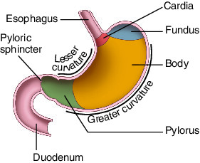 <p>Anatomy of the stomach</p>