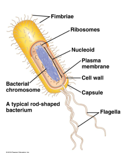 <ul><li><p>Nucleoid</p></li><li><p>Cell wall</p></li><li><p>(Optional) Capsule</p></li><li><p>(Optional) Flagella</p></li></ul><p></p>