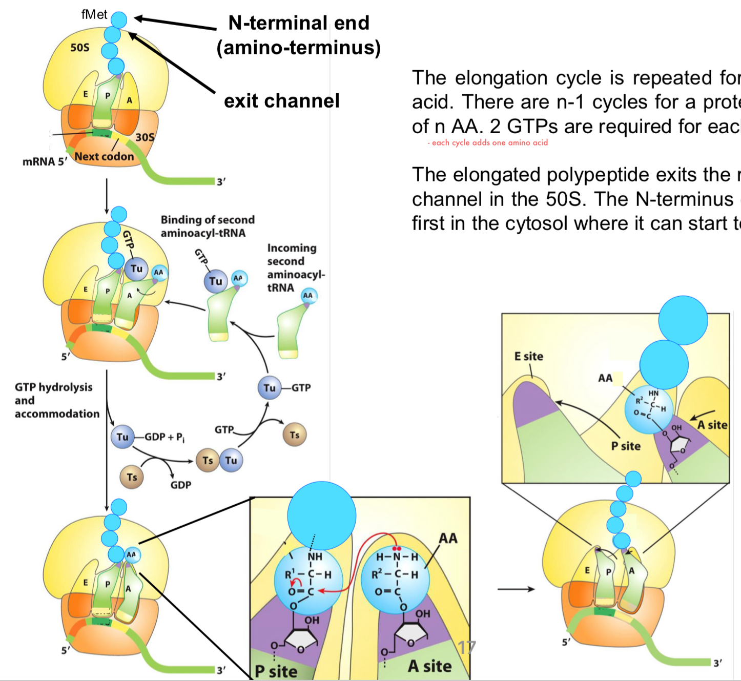 <ul><li><p>the elongation cycle is repeated for each added amino acid</p></li><li><p>there are n-1 cycles for a protein of a given length of n AA</p></li><li><p>2 GTPs are required for each cycle</p></li><li><p>the elongated polypeptide exits the ribosome via the exit channel in the 50S. The N-ter of the polypeptide is first in the cytosol where it can start to fold</p></li></ul><p></p>
