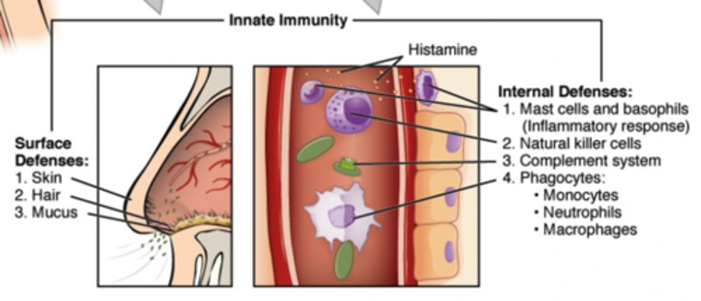 <p>1. skin (physical/acidic environment)</p><p>2. antimicrobial proteins (ex: lysozyme)</p><p>3. cilia (in lungs)</p><p>4. gastric juice (acidic environment)</p><p>5. symbiotic bacteria (digestive/vaginal)</p>