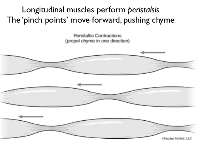 <p>Longitudinal muscles </p>