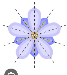 <p>radial symmetry (actinomorphic)</p>