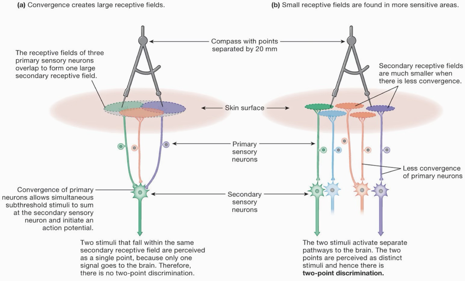 <p>What are the 2 receptive fields? What is 2 point discrimination? What is an example of each? What determines the size of a receptive field? </p>