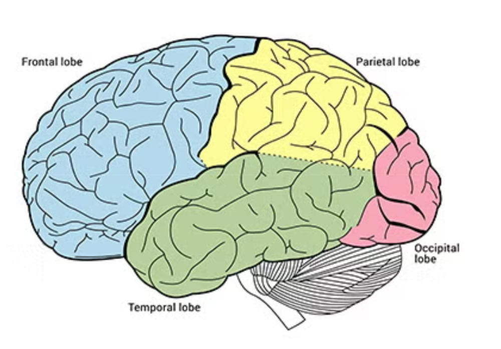 <p><strong>Visual processing</strong> → vontains auditory cortex and association cortex</p>