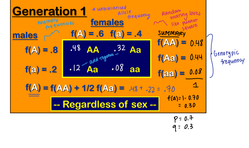 <p><strong><u>Two Generations of Random Mating </u></strong></p><ol><li><p>In the <strong>first generation</strong>, <span style="color: blue;"><strong>male and female gene frequencies become equal to the ____ of the frequencies in the parents. </strong></span></p></li></ol><p></p>