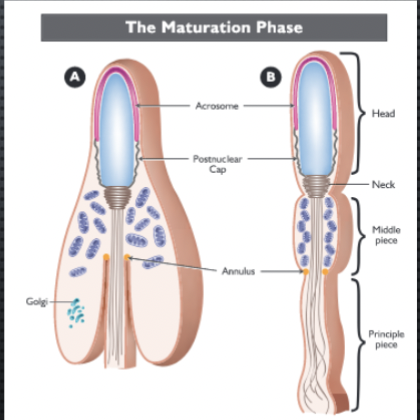 <ul><li><p>Mitochondria migrate and form a spiral = middle piece</p></li><li><p>postnuclear cap - formed from manchette</p></li><li><p>annulus - juncture between middle and principle piece</p></li><li><p>plasma membrane!!</p></li></ul><p></p>