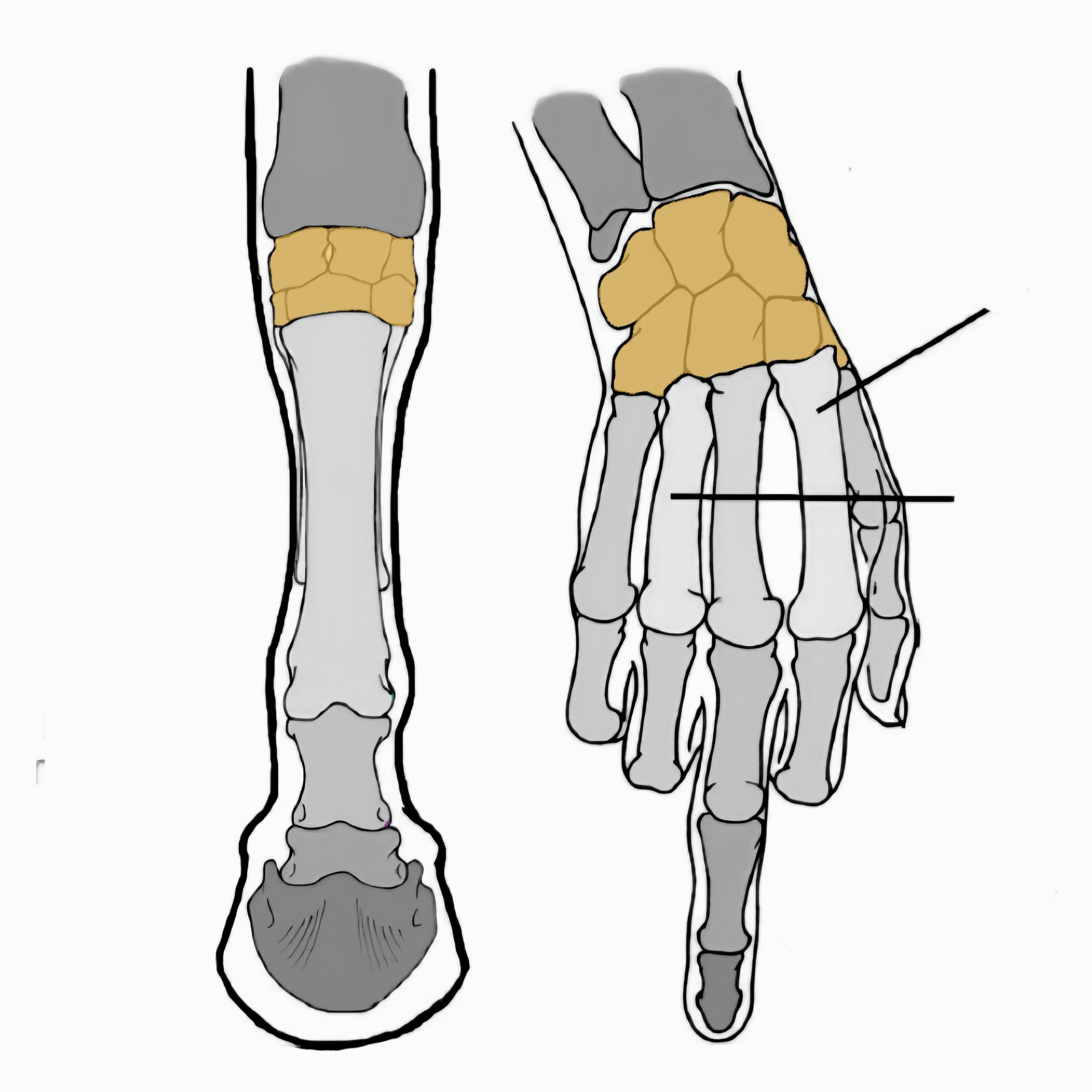 <p>what is this bone called?</p>